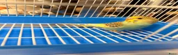 Budgerigars birds for sale: Budgies For sale in Luton - Advert 2