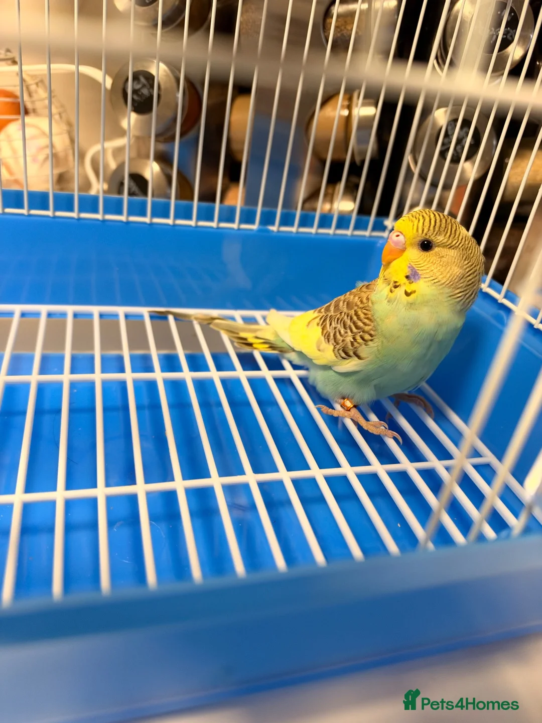 Budgerigars birds for sale: Budgies For sale in Luton - Advert 2
