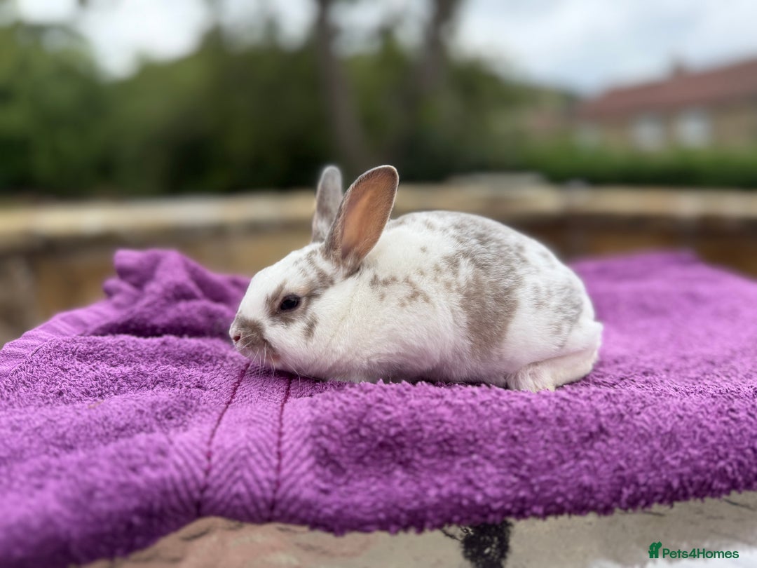 Rex rabbits for sale: Purebred Mini Rex - Image 5
