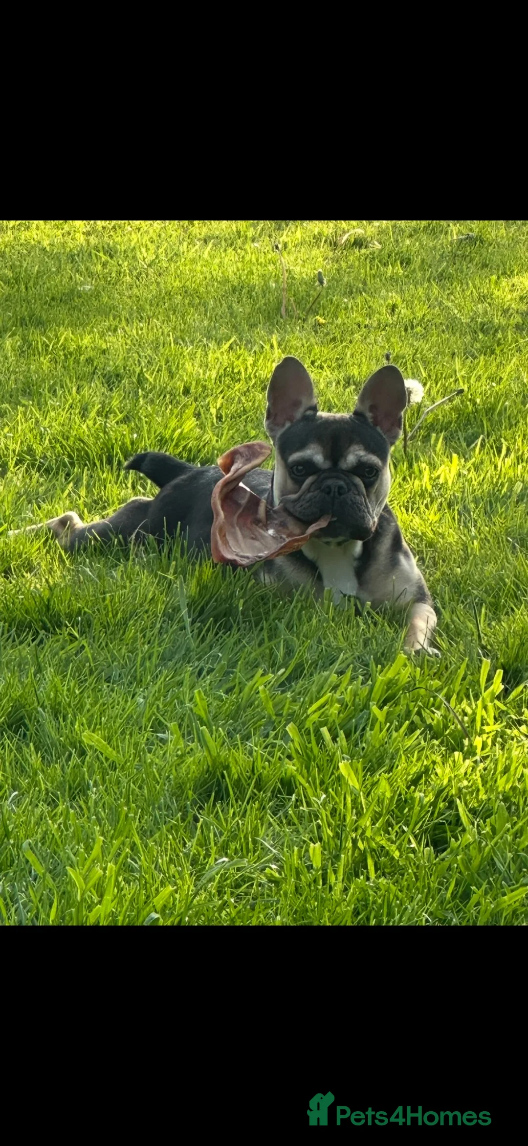 French Bulldog dogs for sale: Special french bull dog girl  - Advert 4