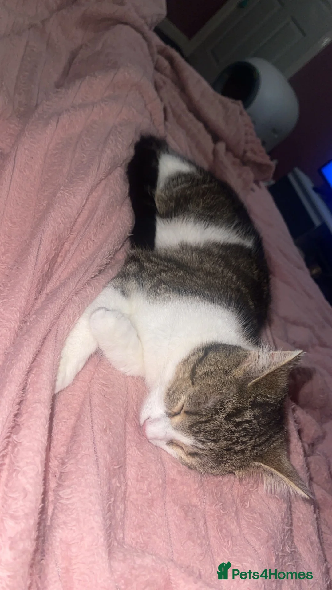 Mixed Breed cats for sale: 2 beautiful cats  - Advert 3