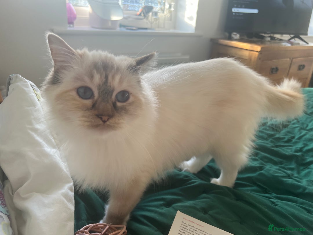 Ragdoll cats for sale: Pure ragdoll mitted blue/seal tortie kittens - Advert 12