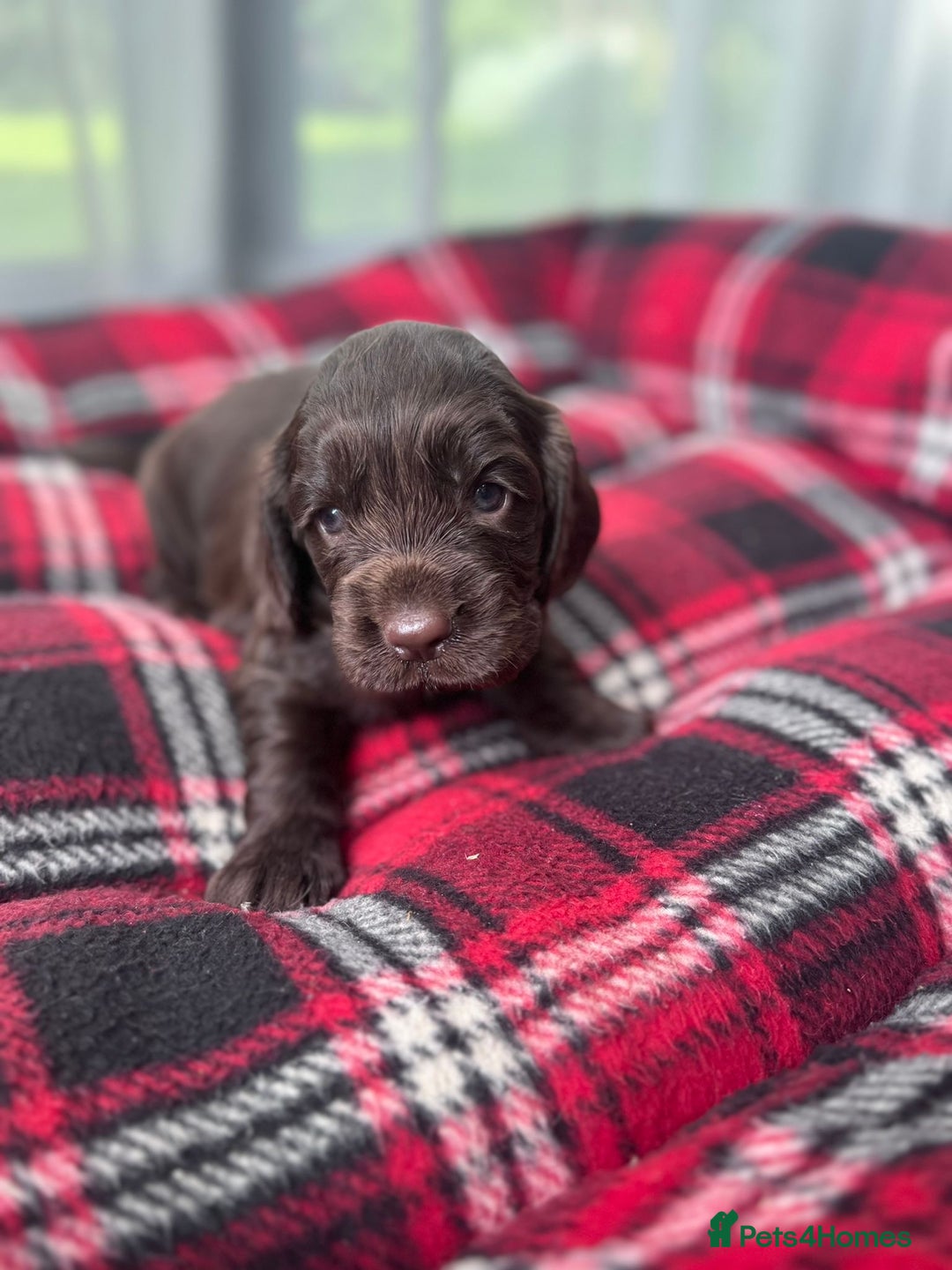 Cocker Spaniel dogs for sale: Cocker spaniel puppies  - Image 13