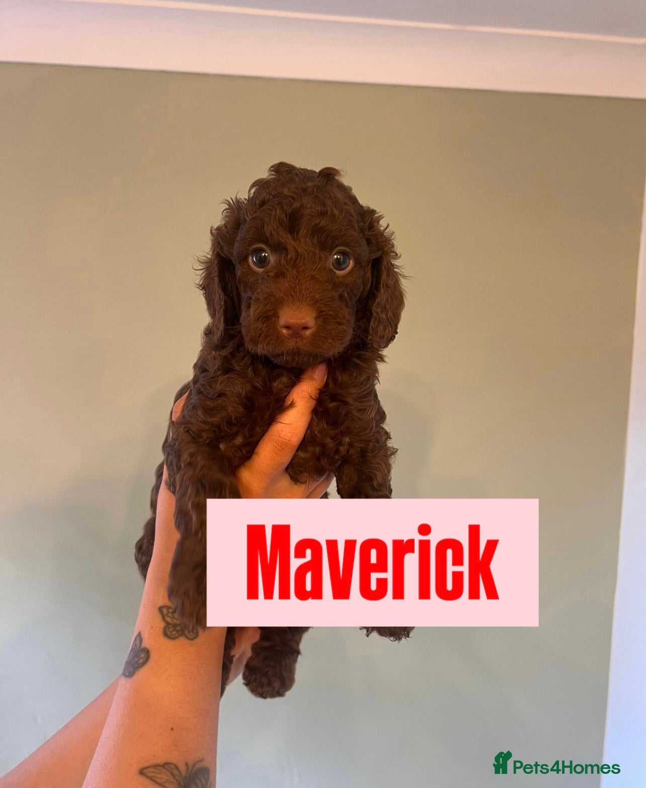 Cockapoo dogs Last Chocolate F1B Male Cockapoo Available 🧸🤎 - Advert 13
