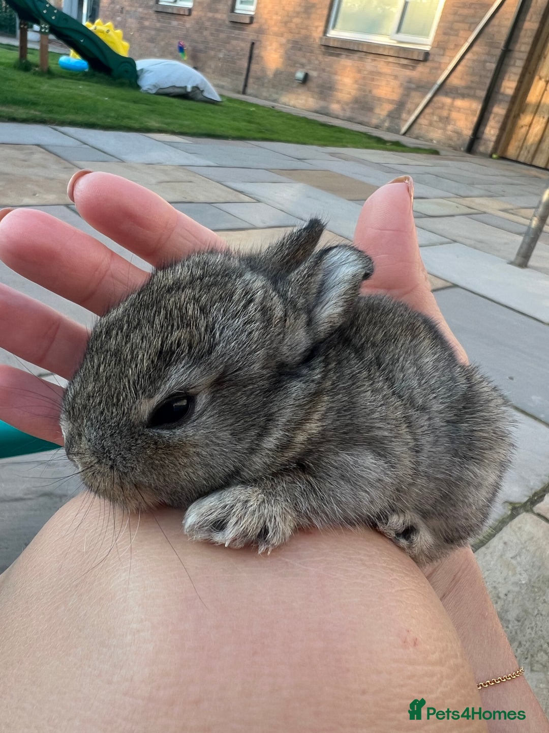 Mixed Breed rabbits for sale: Mini lop X bunnies - Image 3