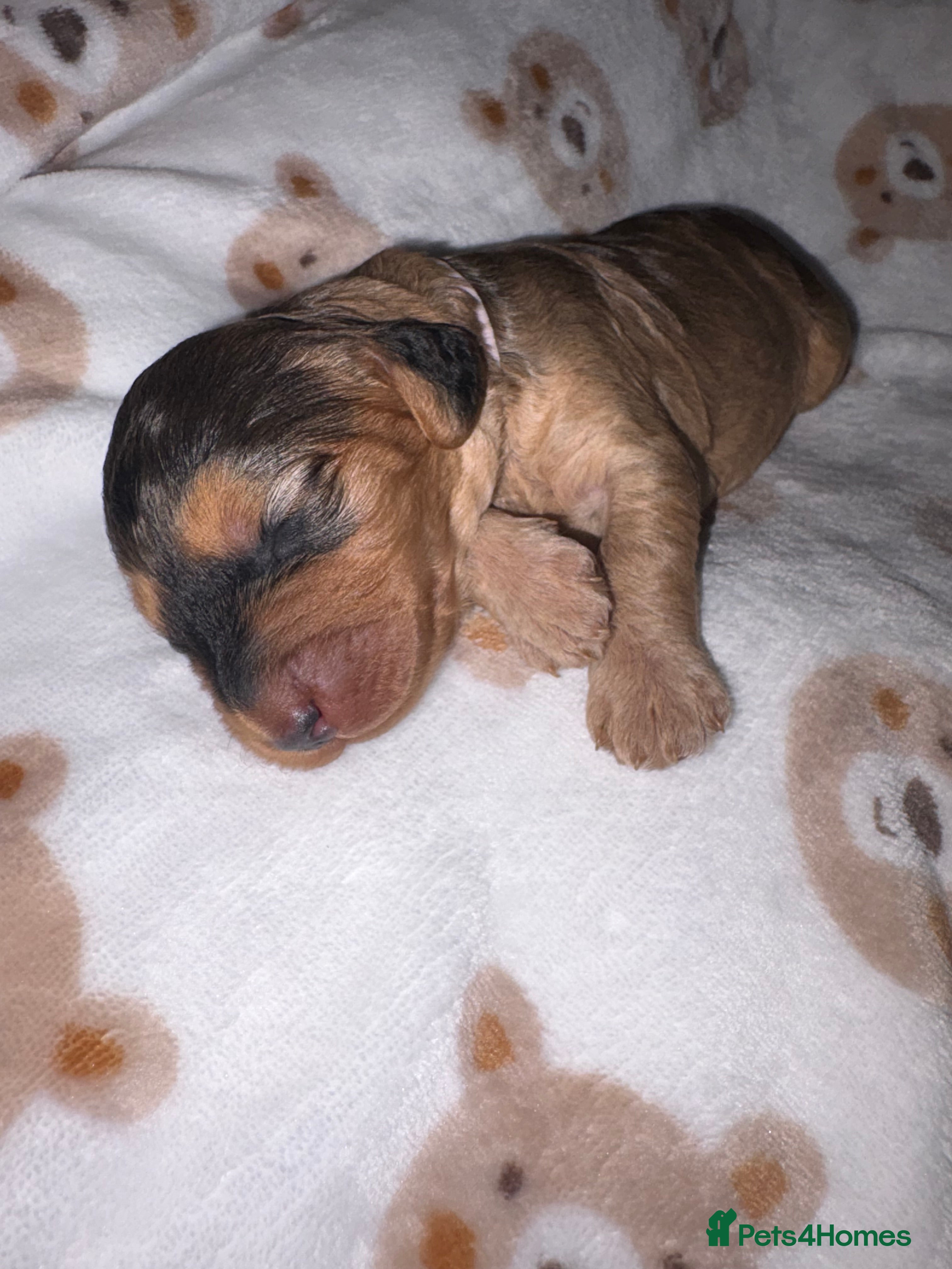Cockapoo dogs Beautiful F2 cockapoo puppies  - Advert 1
