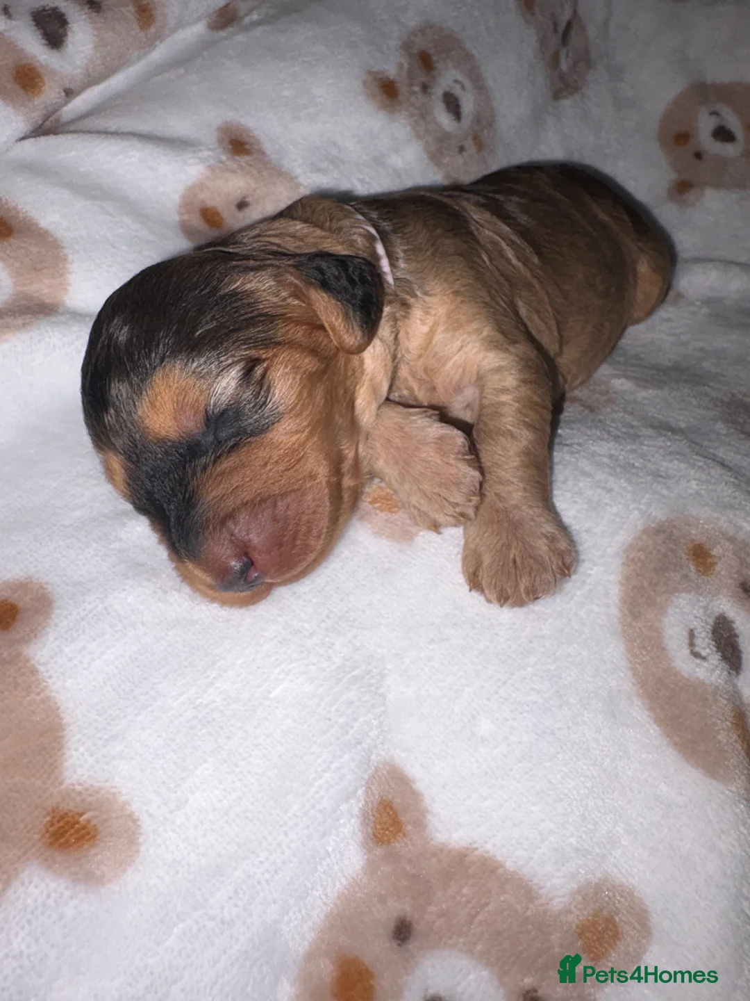 Cockapoo dogs for sale: Beautiful F2 cockapoo puppies  - Advert 1