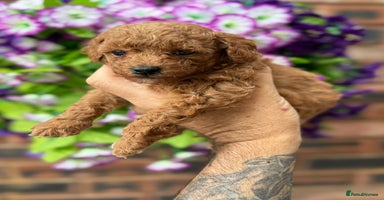 Toy Poodle dogs - Advert 8
