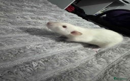 Rat rodents for sale: 3 male rats for rehoming  - Image 3