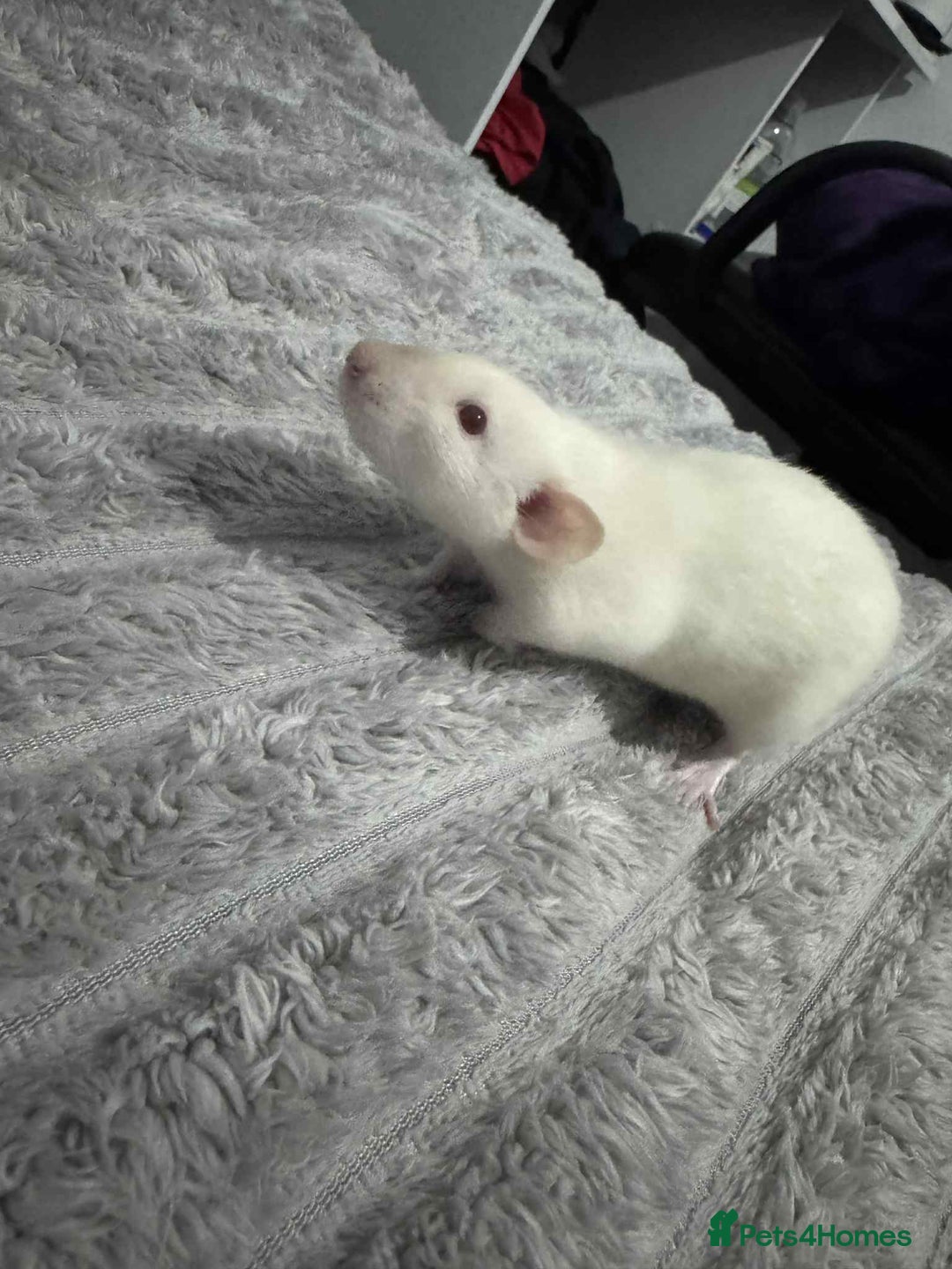 Rat rodents for sale: 3 male rats for rehoming  - Image 3