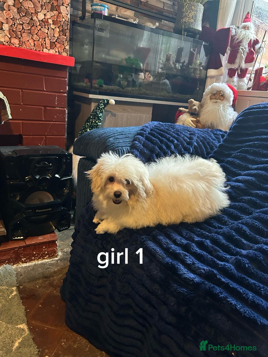 Pomapoo dogs for sale: Pomapoo puppy’s 6 months old - Advert 6