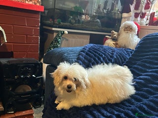 Pomapoo dogs Pomapoo puppy’s 6 months old - Advert 7