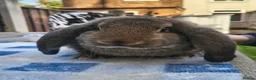 French Lop rabbits for sale: French lop buck  - Advert 4