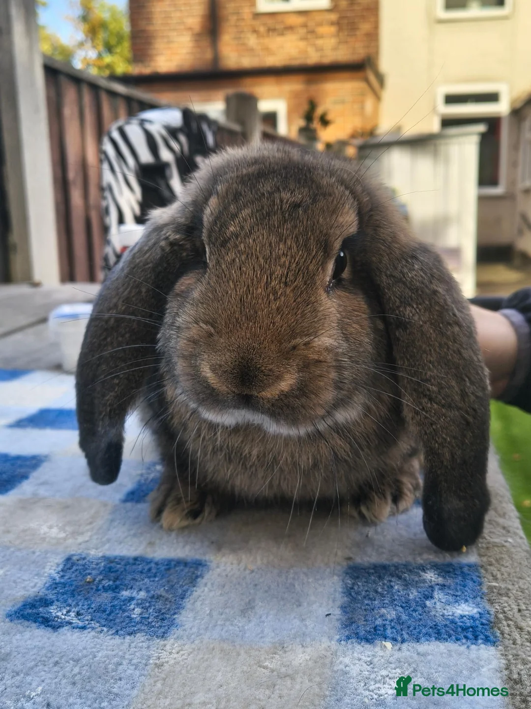 French Lop rabbits for sale: French lop buck  - Advert 4