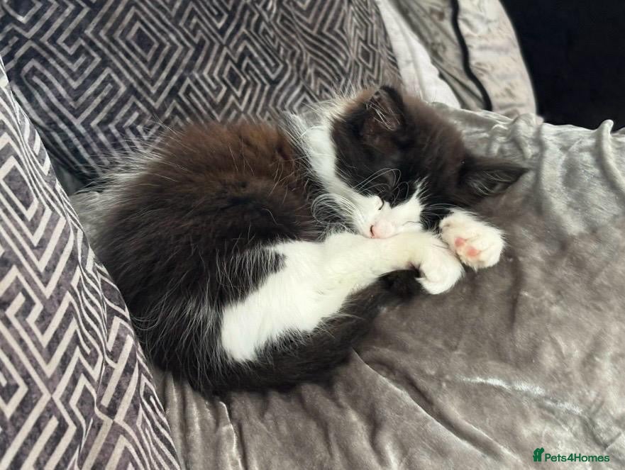 Mixed Breed cats Ragdoll x 6 month old - Advert 2