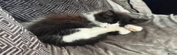Mixed Breed cats for sale: Ragdoll x 6 month old - Advert 1