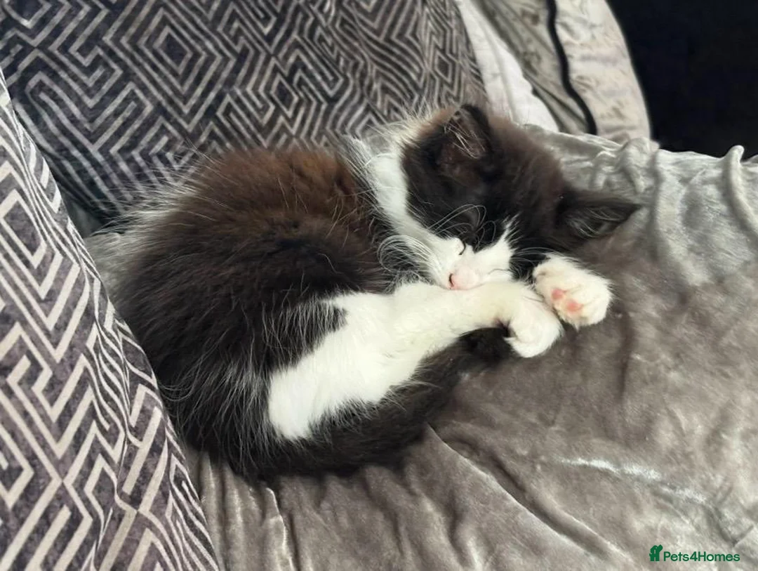 Mixed Breed cats for sale: Ragdoll x 6 month old - Advert 1