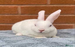 Rex rabbits for sale: Female & male mini rex rabbit kits VIENNA - Image 29