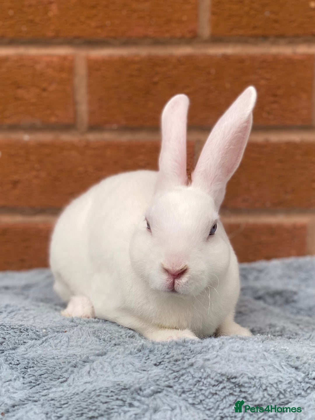 Rex rabbits for sale: Female & male mini rex rabbit kits VIENNA - Image 29