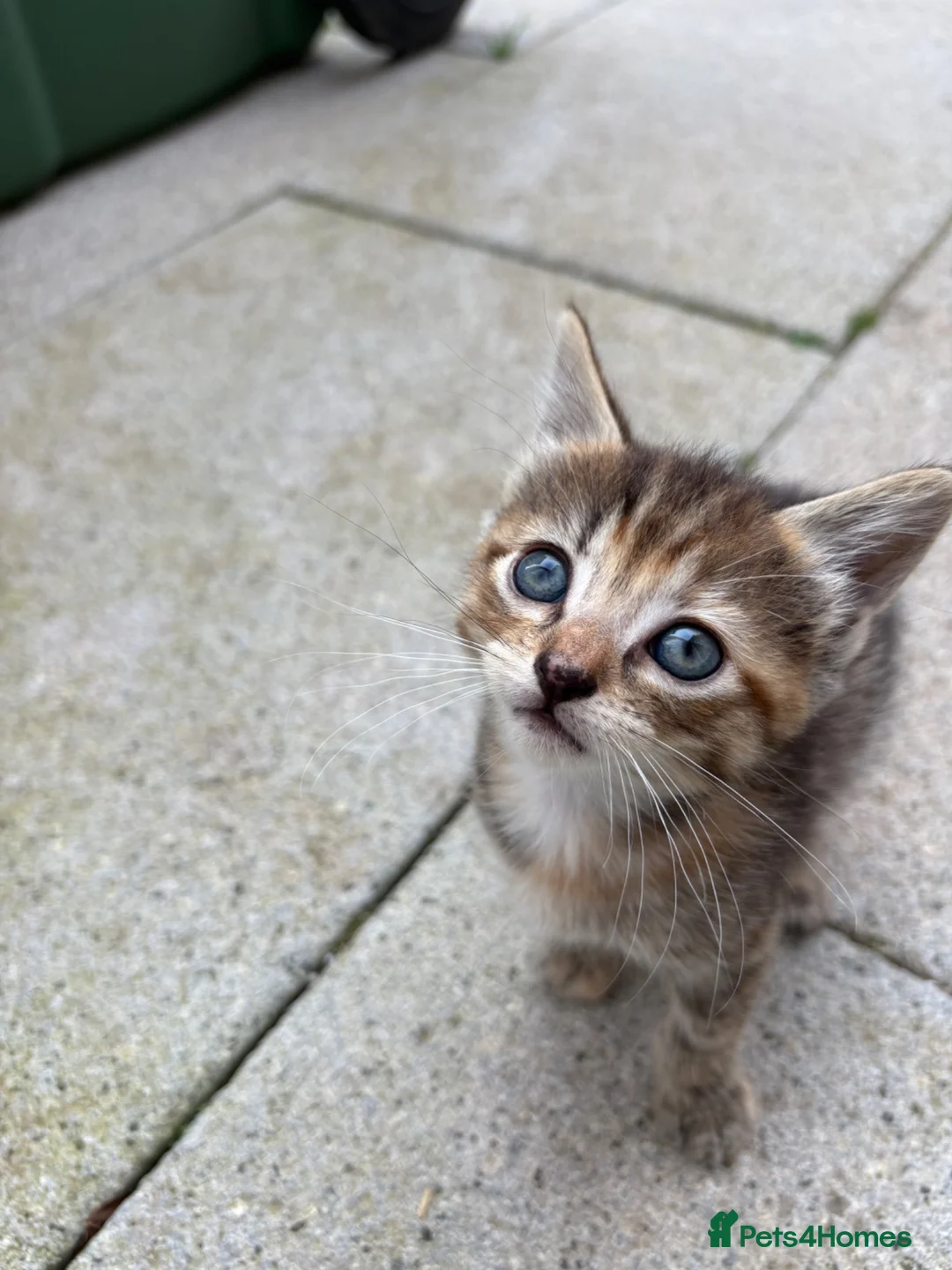 Mixed Breed cats for sale: 6 week old tabby kitten- maisy - Advert 2