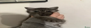 bsh 3