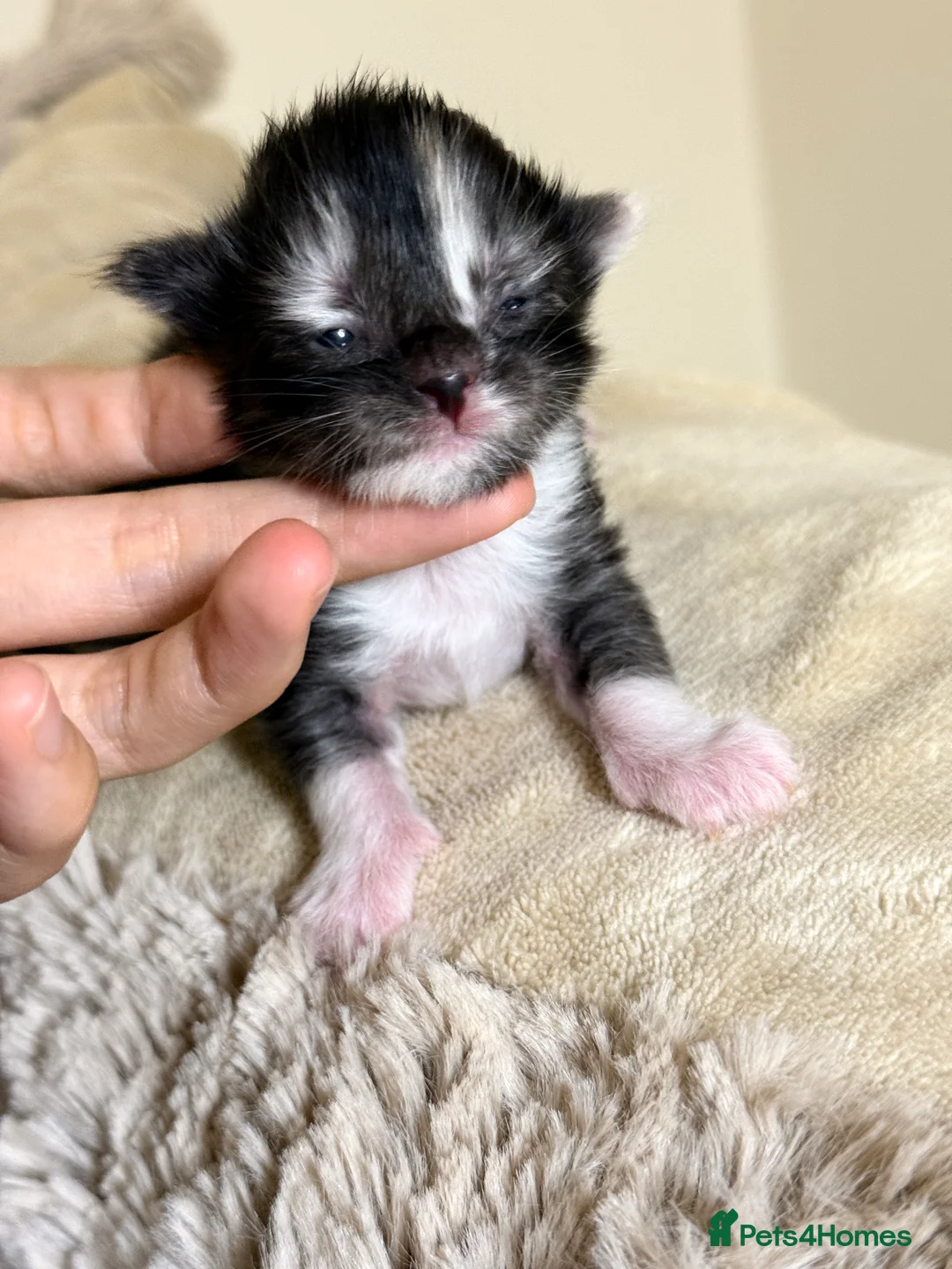 Maine Coon cats for sale: Purebred Adorable Maine Coon Kittens Available - Advert 19