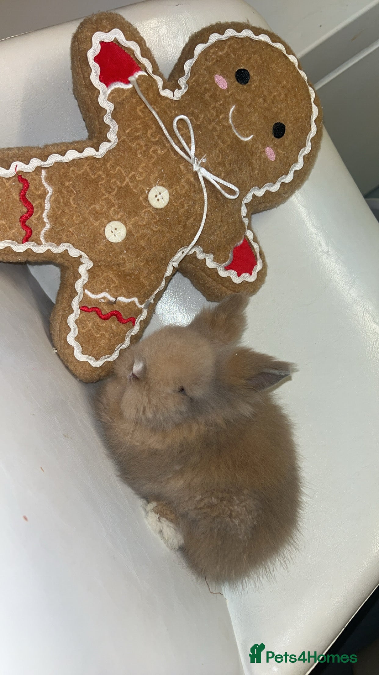 Lionhead rabbits Double maned lion heads  - Advert 1