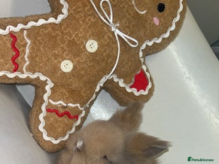 Lionhead rabbits Double maned lion heads - Advert 3