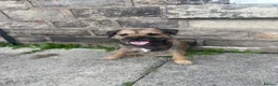 Border Terrier dogs for sale: Absolutely Top Quality Border Terriers - Advert 22