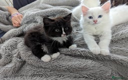 Ragdoll cats for sale: Ragdoll kittens - Image 17