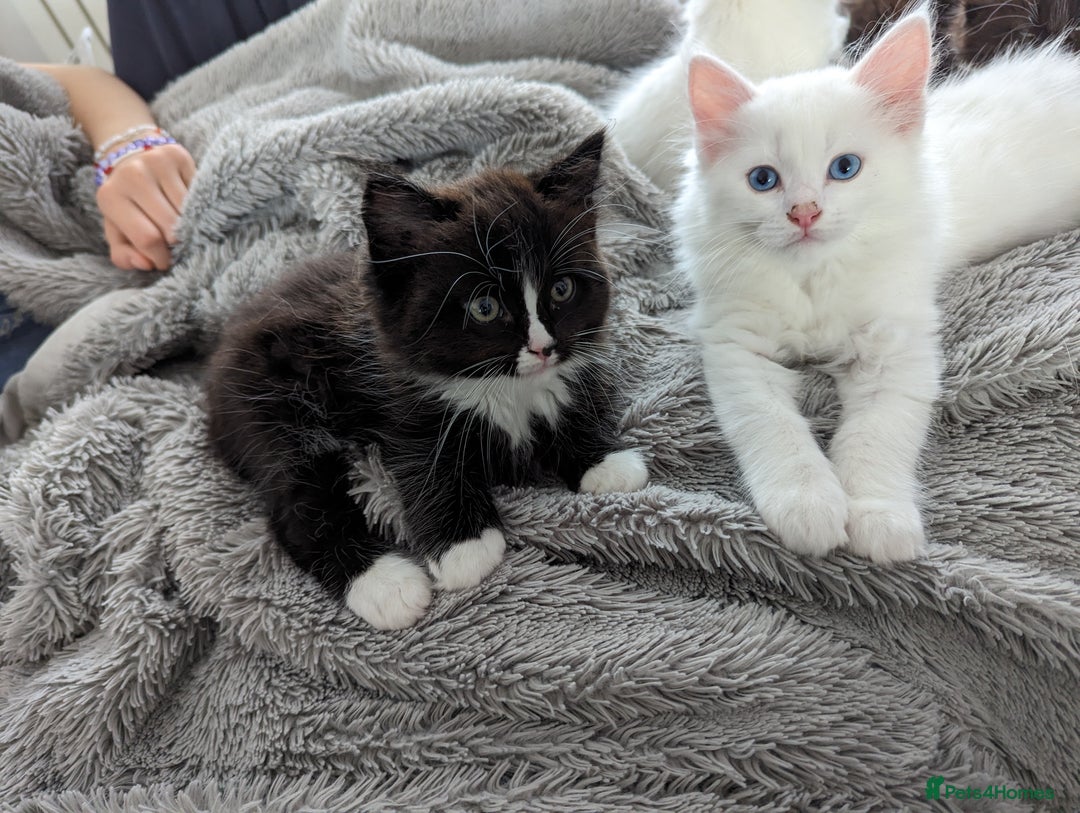Ragdoll cats for sale: Ragdoll kittens - Image 17