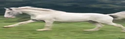 Appaloosa horses for sale: BENJI - Advert 12