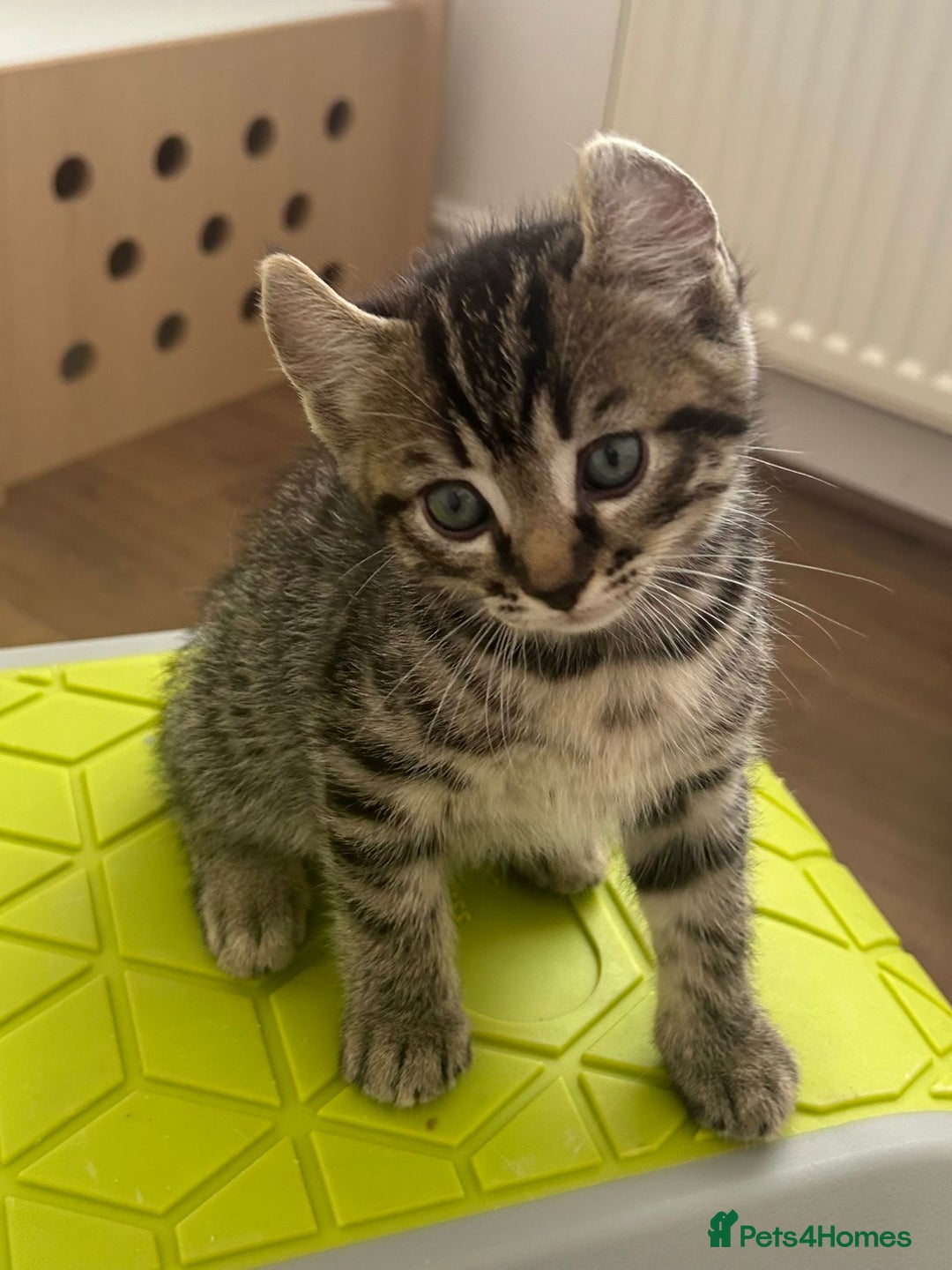 Keetso cats for sale: Stunning, Rare and Unique Jungle Curl Kittens in Portsmouth - Image 11