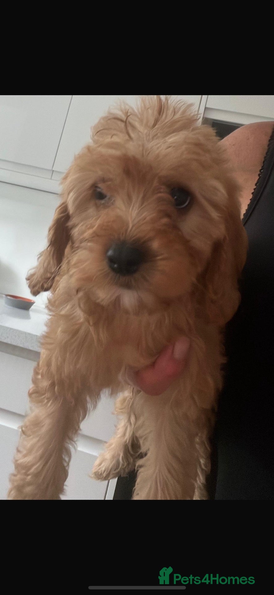 Cavapoo dogs CAVAPOO LAST BOY AVAILABLE 🥰🐶 - Advert 5