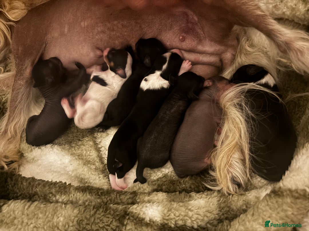 Chinese Crested dogs for sale: Chinese crested powderpuff ready September 12th - Image 2