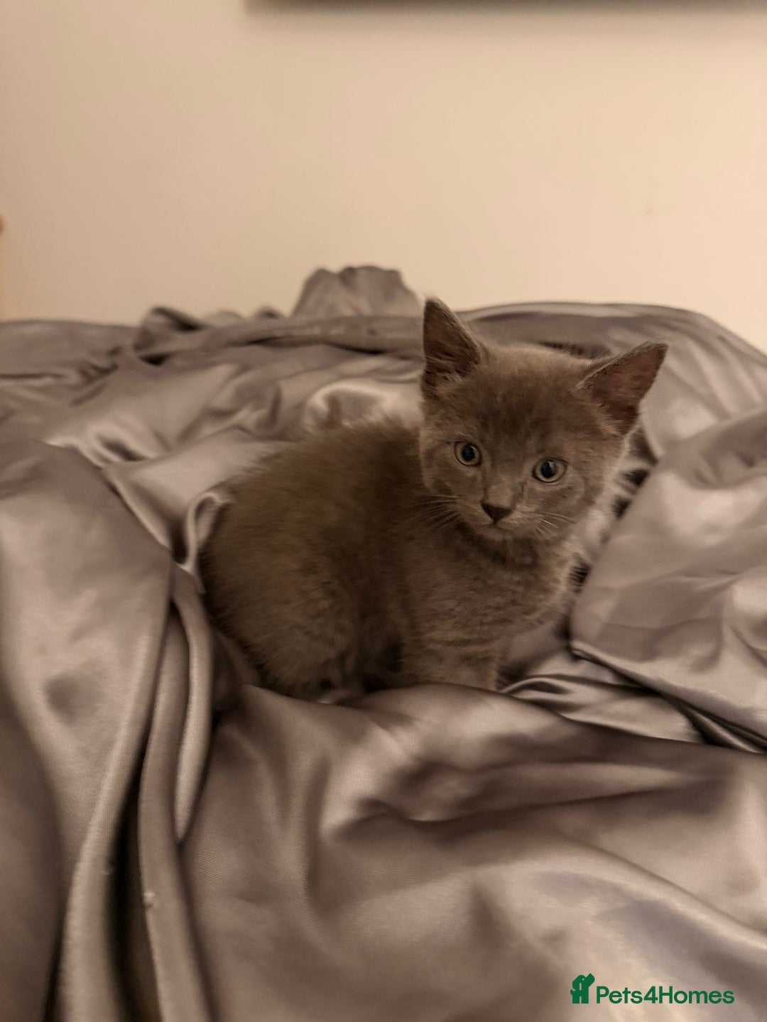 Russian Blue cats for sale: British shorthair - Advert 3