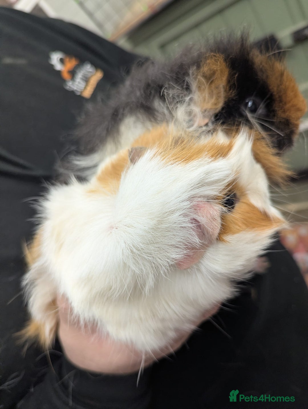 Guinea Pig rodents for sale: F Guinea pigs-price is for both! Abyssinian&Texal - Advert 6