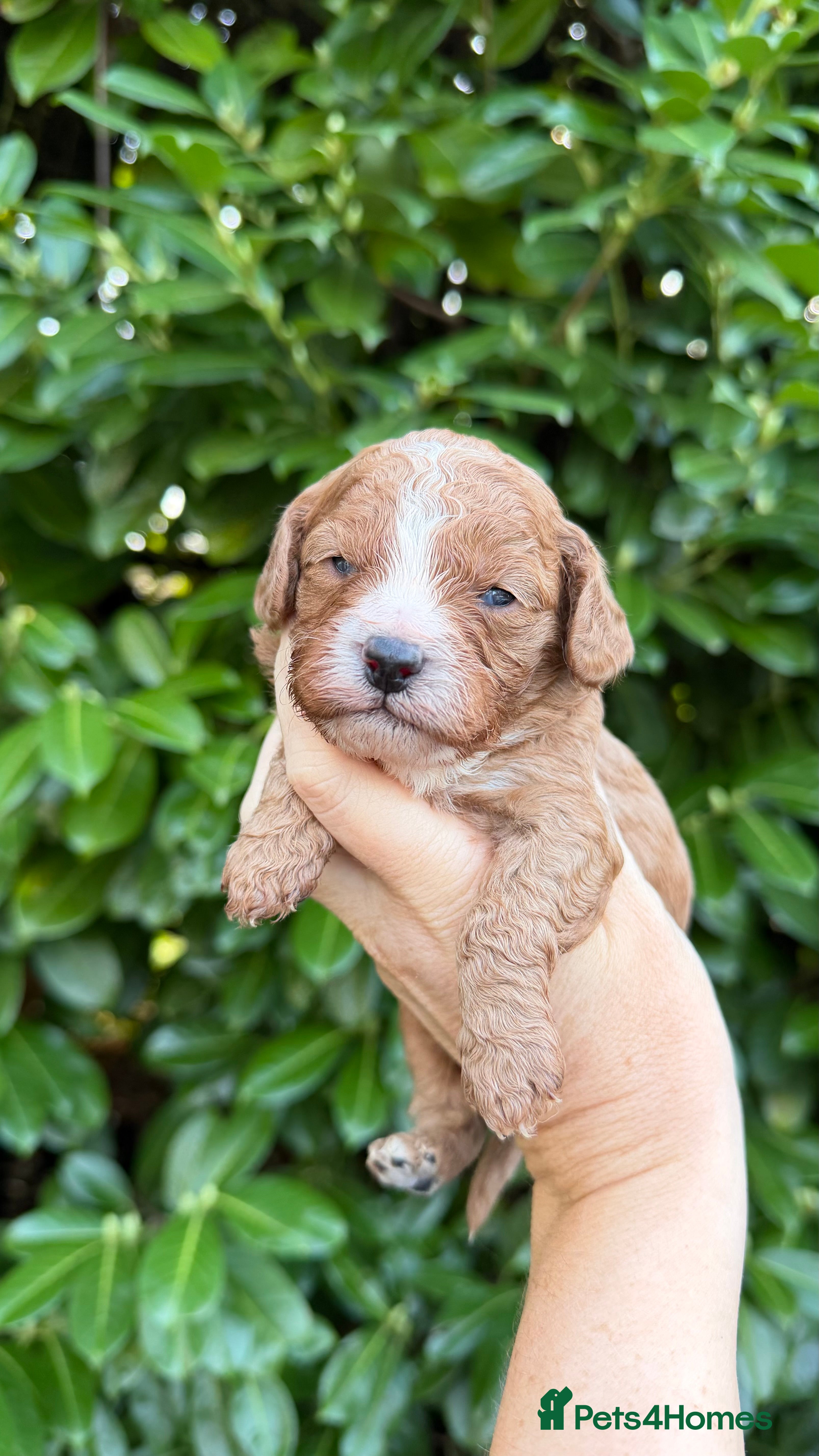 Cavapoo dogs Amazing quality Cavapoos  - Advert 5