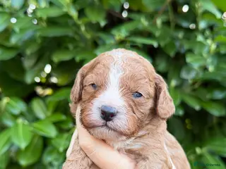 Cavapoo dogs Amazing quality Cavapoos - Advert 5