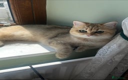 British Shorthair cats for sale: Gccf NY12 kittens world champion lines - Advert 19