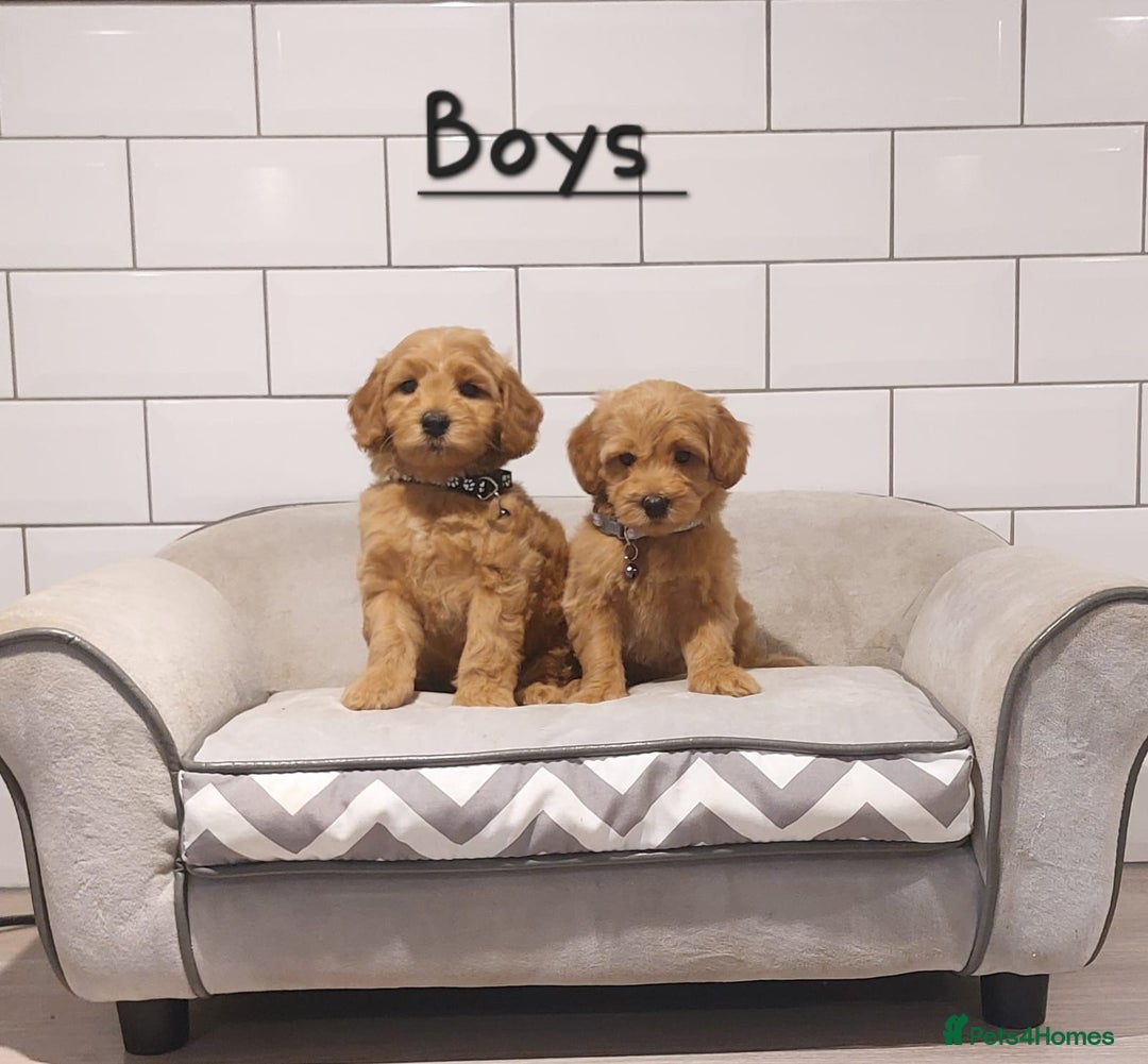 Cavachon dogs for sale: Cavapoochon puppies 🥰 - Advert 10