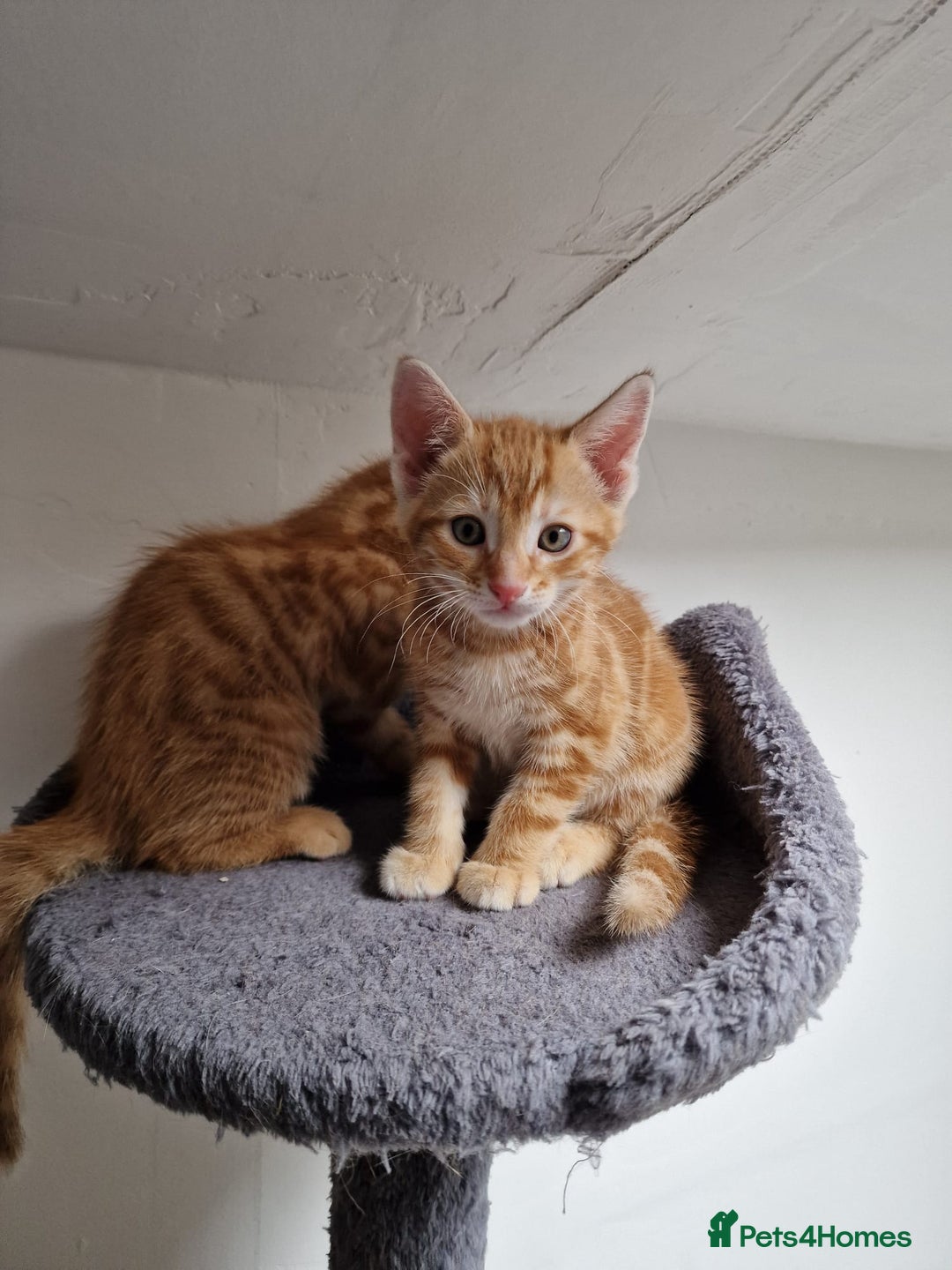 Mixed Breed cats for sale: 2 Ginger Boys, 1 Tabby Girl. Donate to charity - Image 29