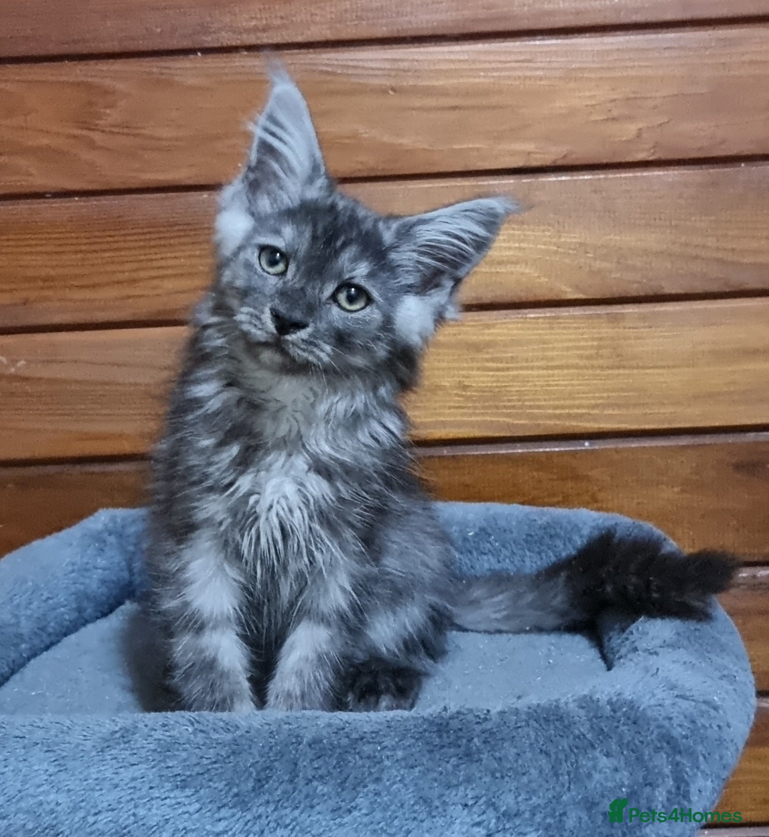 Maine Coon cats Pedigree Maine Coon Kittens for sale  - Advert 2
