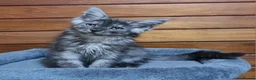 Maine Coon cats for sale: Pedigree Maine Coon Kittens for sale  - Advert 2