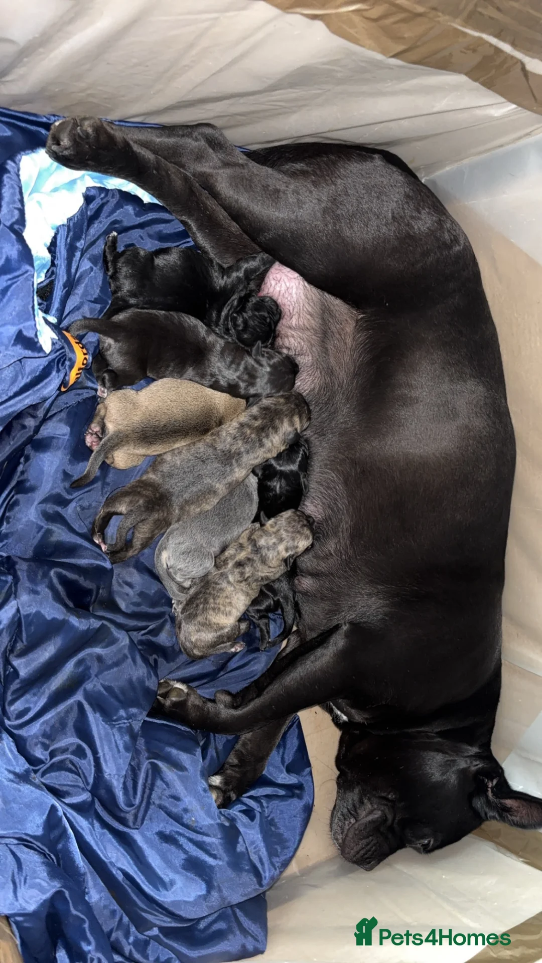 Mixed Breed dogs for sale: Staffy cross lurches  in Wolverhampton - Advert 20