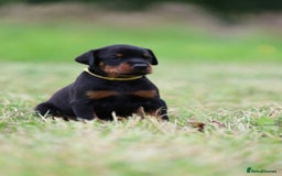 Dobermann dogs for sale: Exceptional Confident European Doberman puppies - Image 21