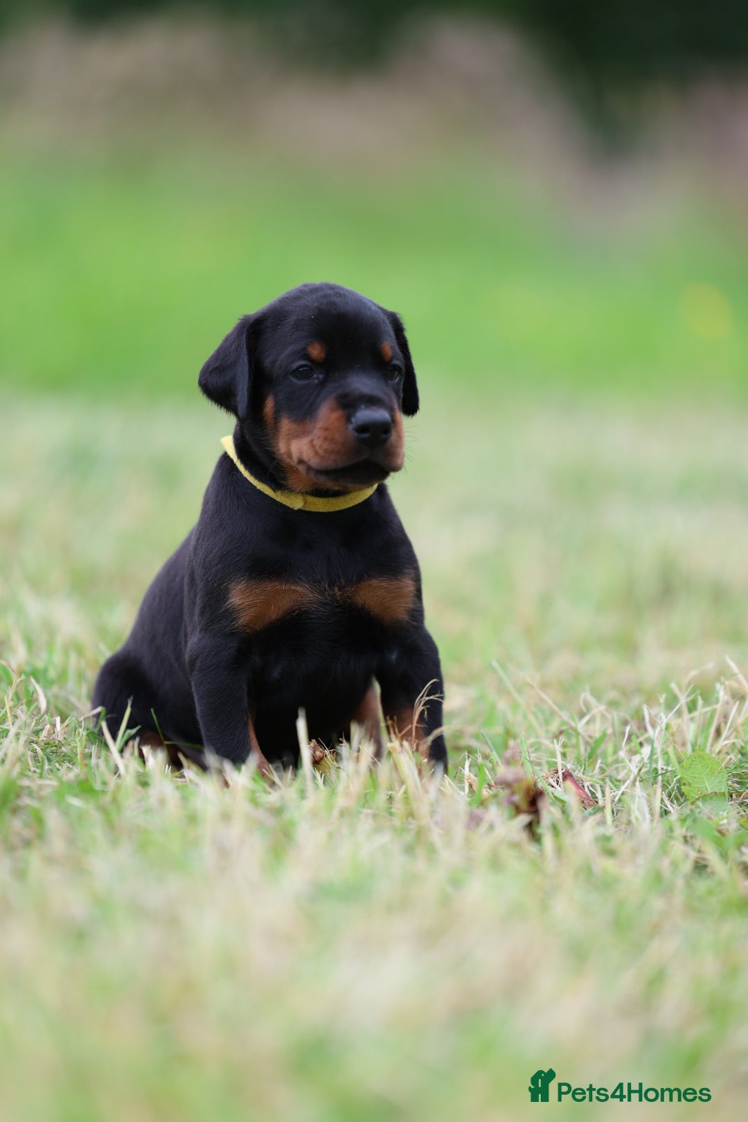 Dobermann dogs for sale: Exceptional Confident European Doberman puppies - Image 21