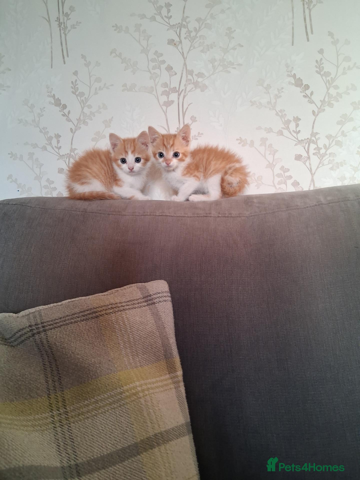 Mixed Breed cats 2 beautiful ginger and white kittens - Advert 1