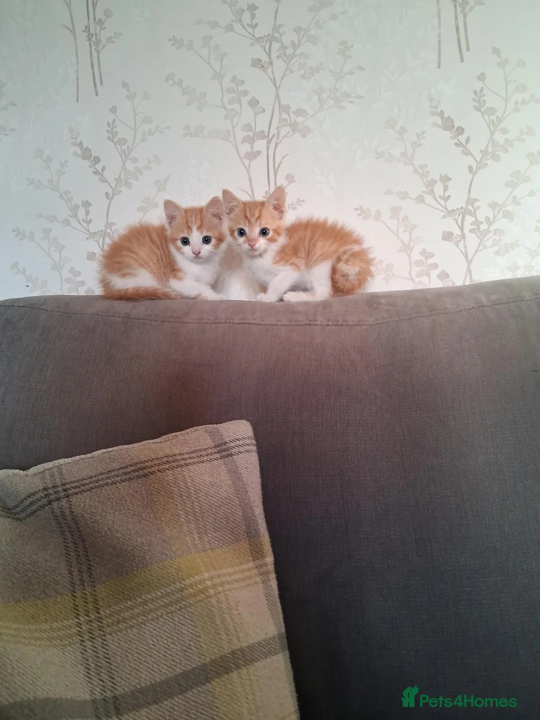 Mixed Breed cats for sale: 2 beautiful ginger and white kittens - Advert 1