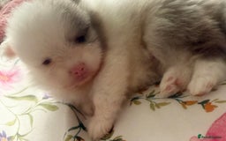 Pomeranian dogs for sale: 🎄🎅CHRISTMAS SPECIAL SMALL SKY🩵BLUE 👀 POMS - Image 5